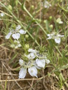 Acker-Schwarzkümmel (Nigella arvensis), NSG Eulenberge, 2026